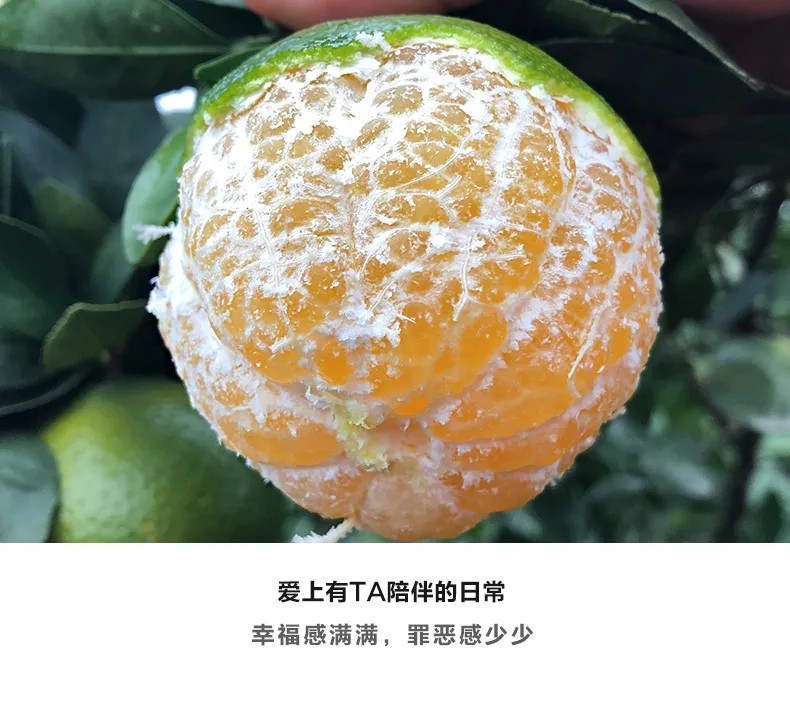 广西正宗皇帝柑新鲜应季水果薄皮甜蜜橘现摘贡柑当季桔子10斤包邮