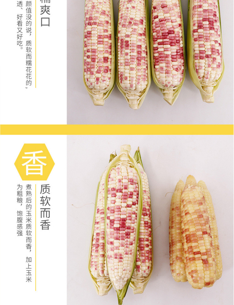 现摘新鲜甜糯玉米8斤10-14根粘黏玉米棒糯甜玉米3斤5斤