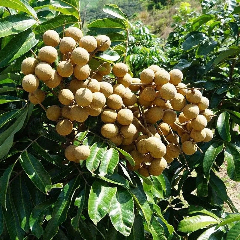 【爱更浓】新鲜龙眼桂圆当季热带水果孕妇水果整箱包邮