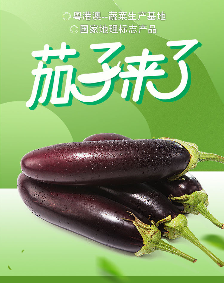 【新鲜现摘】湖南紫色长茄子大茄子紫茄子农家自种现摘当季新鲜蔬菜整箱3/5斤