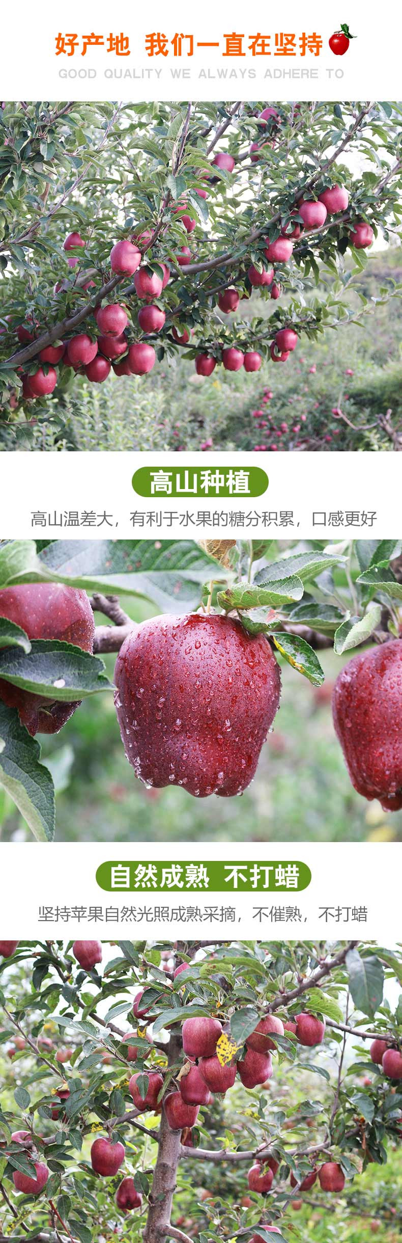 笑农 花牛苹果9斤（果径65-70）