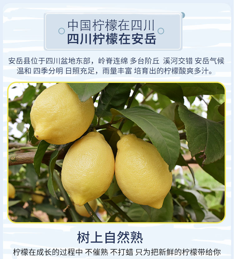 笑农 四川安岳黄柠檬5斤