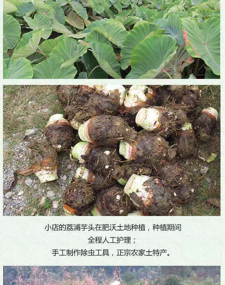 【正宗荔浦芋头】新鲜香芋槟榔芋紫藤芋蔬菜广西荔浦直发包邮