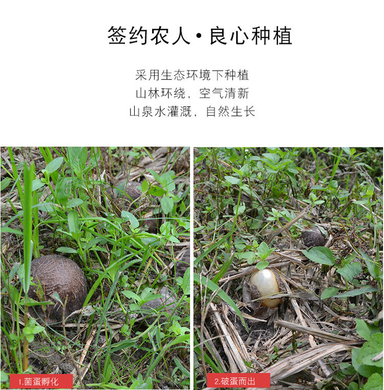 【爱心助农】竹荪50g*4袋嫩竹荪干货竹笙农家自种无硫福建古田特产