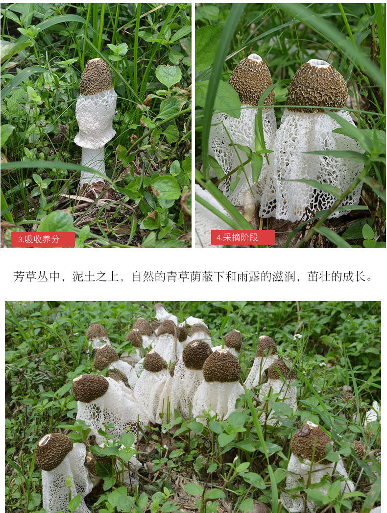 【爱心助农】竹荪50g*4袋嫩竹荪干货竹笙农家自种无硫福建古田特产