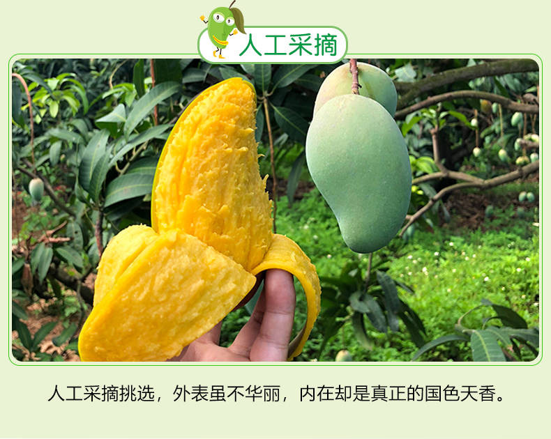 越南玉芒青芒果10斤装当季新鲜水果批发应季节性水果单果200-600g