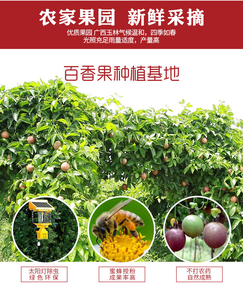 【送开果器】广西百香果大果5斤装2/3斤12个新鲜水果酸甜果大多汁