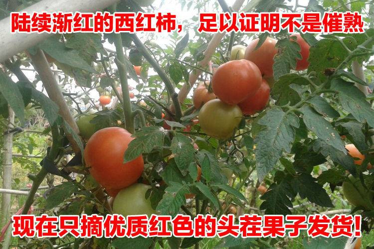 【5斤装】现摘沙瓤自然熟西红柿番茄新鲜水果儿童绿色蔬菜柿子【徐闻美食】