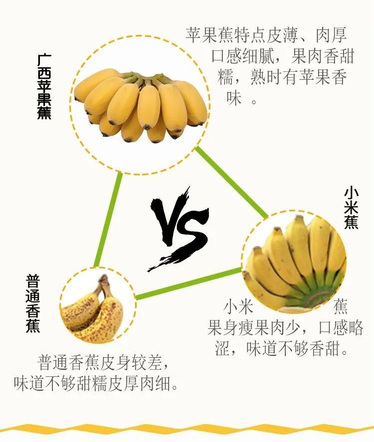 大牛哥 【速发】广西小米蕉9斤当季新鲜水果自然成熟苹果蕉香蕉包邮【徐闻美食】