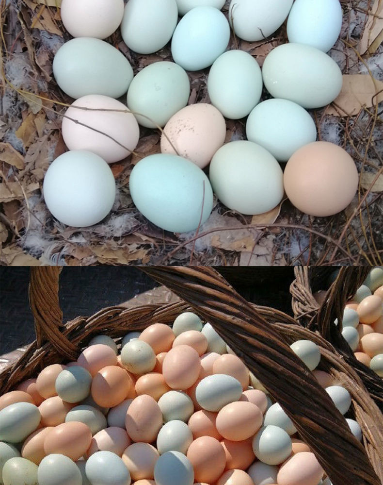 大牛哥 农家散养土鸡蛋正宗乌鸡蛋绿壳蛋混合装新鲜整箱包邮
