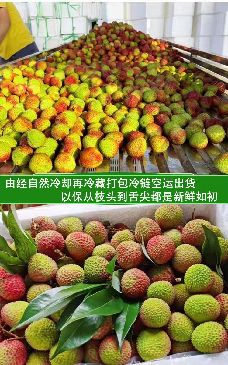 大牛哥 广东高州荔枝新鲜自家现摘荔枝桂味核小香甜糯米糍大果包邮