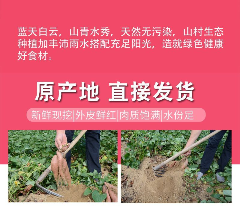 大牛哥 沙地红薯糖心板栗番薯山芋地瓜包邮