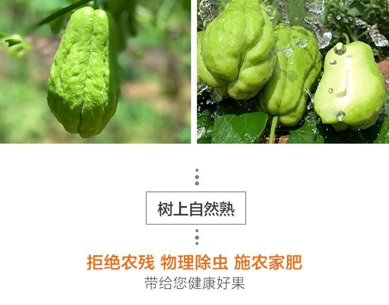 大牛哥 佛手瓜云南脆嫩新鲜蔬菜洋瓜捧瓜丰收瓜窝瓜寿瓜农家种植甜脆批发