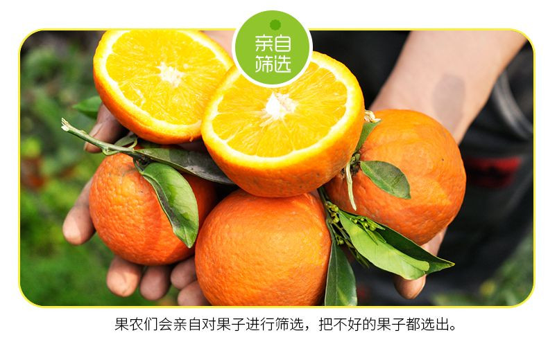 大牛哥 四川青见柑橘果冻橙水果当季孕妇应季水果包邮