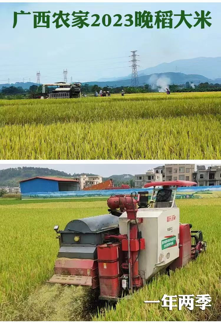 农家自产 2023年农家晚稻现磨阳安长粒香米不抛光不打蜡5斤装（金融）