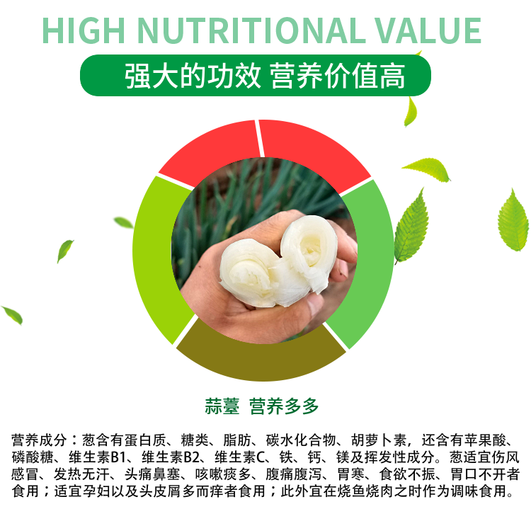 山东大葱笨葱非章丘大葱新鲜葱毛葱笨葱大葱批发新鲜5斤新鲜蔬菜