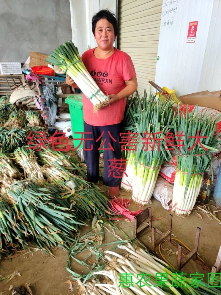 5斤山东去叶大葱 铁杆大葱新鲜大葱特级铁杆长葱新鲜蔬菜农产品葱