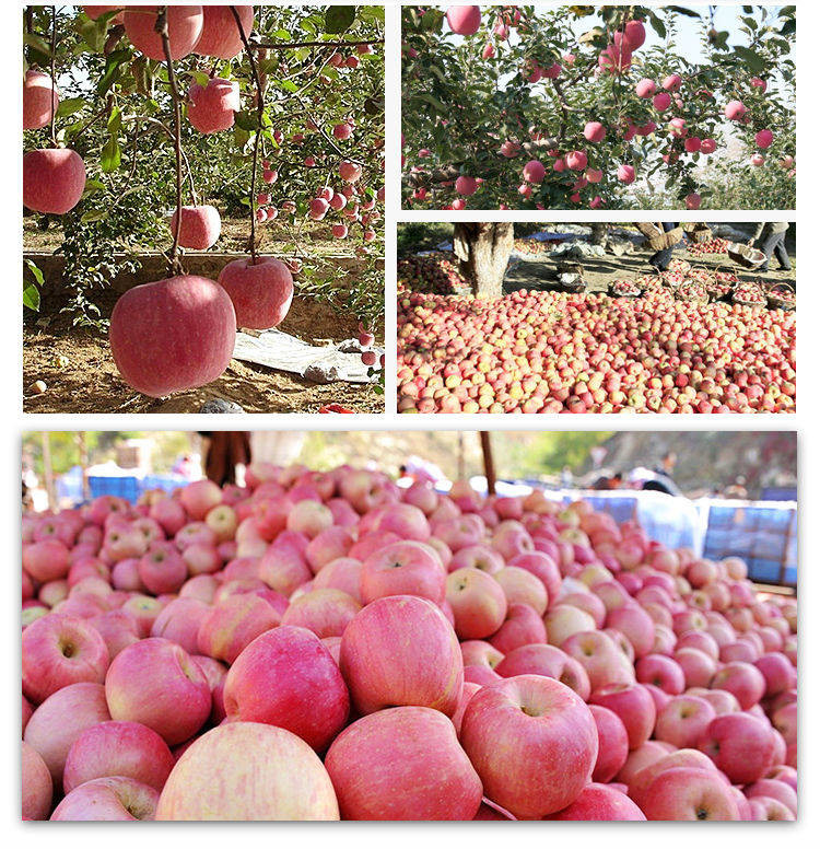 【现货】山西冰糖心红富士苹果水果新鲜当季脆甜丑苹果批发5斤
