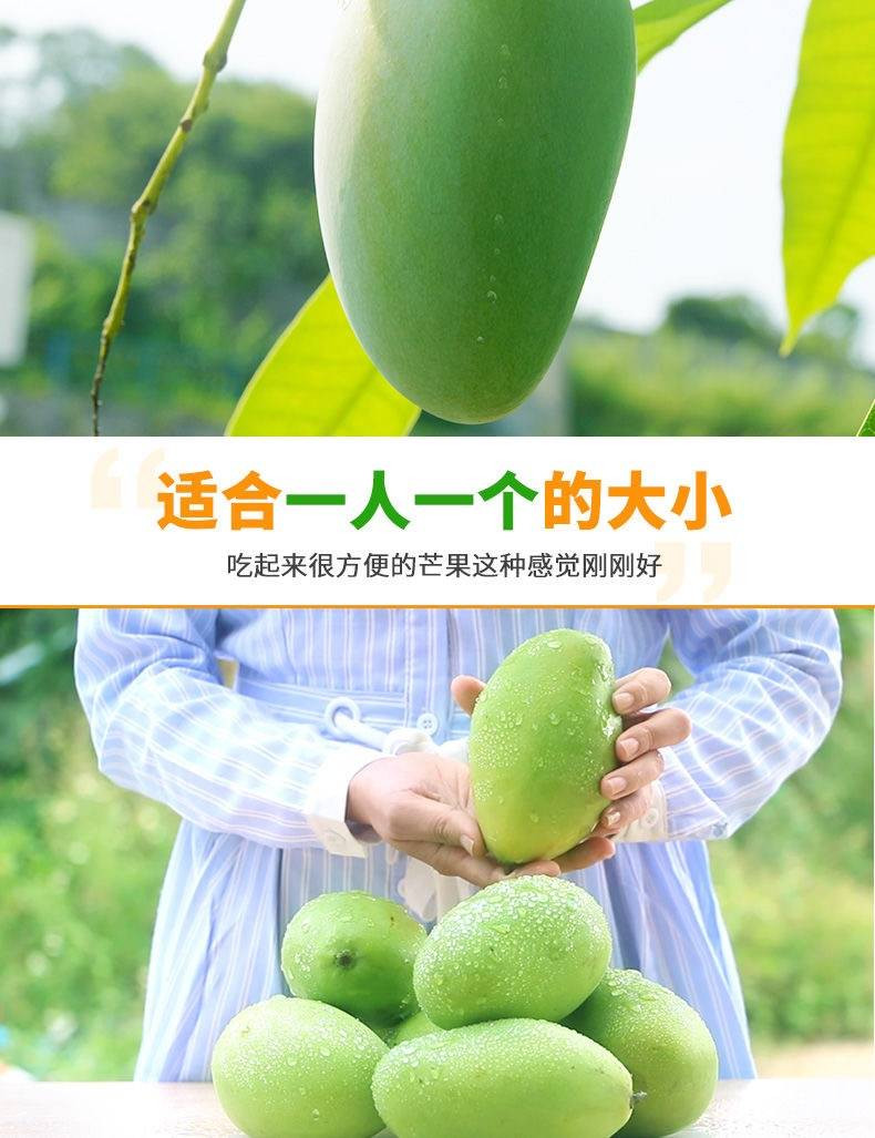 越南玉芒新鲜芒果10斤装5/3斤大青芒果批发包邮