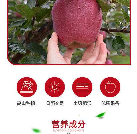 甘肃天水花牛苹果水果新季红蛇果新鲜红苹果应季水果5/10斤可刮泥