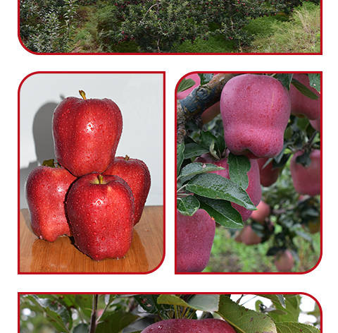 甘肃天水花牛苹果水果新季红蛇果新鲜红苹果应季水果5/10斤可刮泥