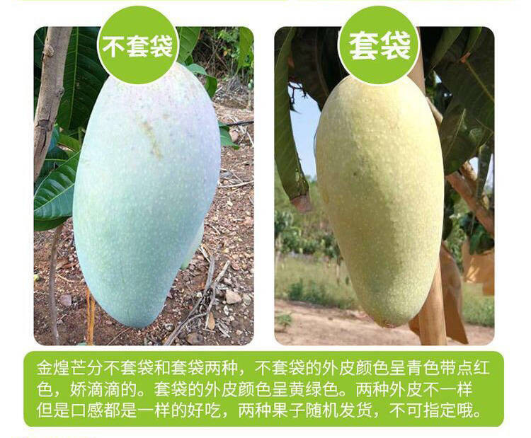 广西高乐密10斤装当季新鲜水果类芒果甜芒果大芒果.8/5/2斤多规格