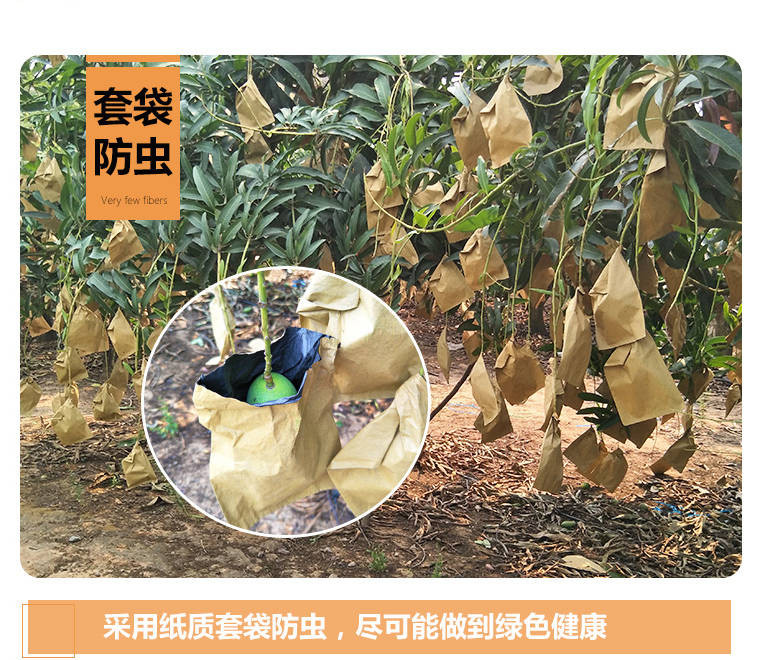 广西高乐密10斤装当季新鲜水果类芒果甜芒果大芒果.8/5/2斤多规格