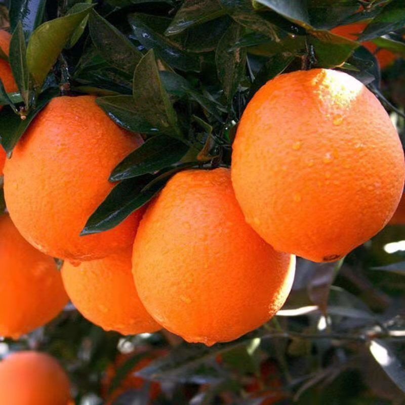 【10斤超甜】湖南麻阳冰糖橙当季新鲜橙子水果3/5/10斤非夏橙脐橙