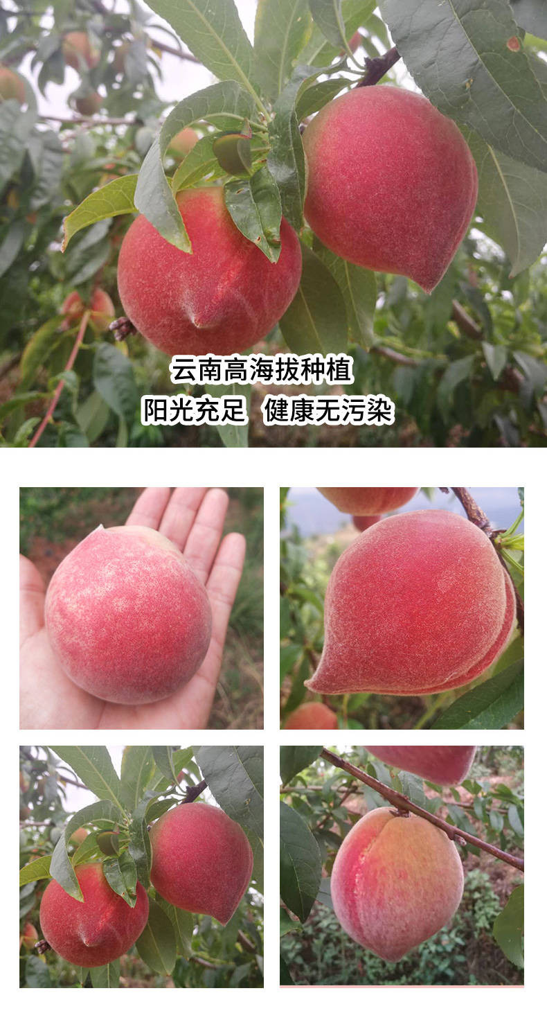 云南冬桃5斤桃子水果包邮新鲜桃当季10应季脆甜桃非大理丽江雪桃