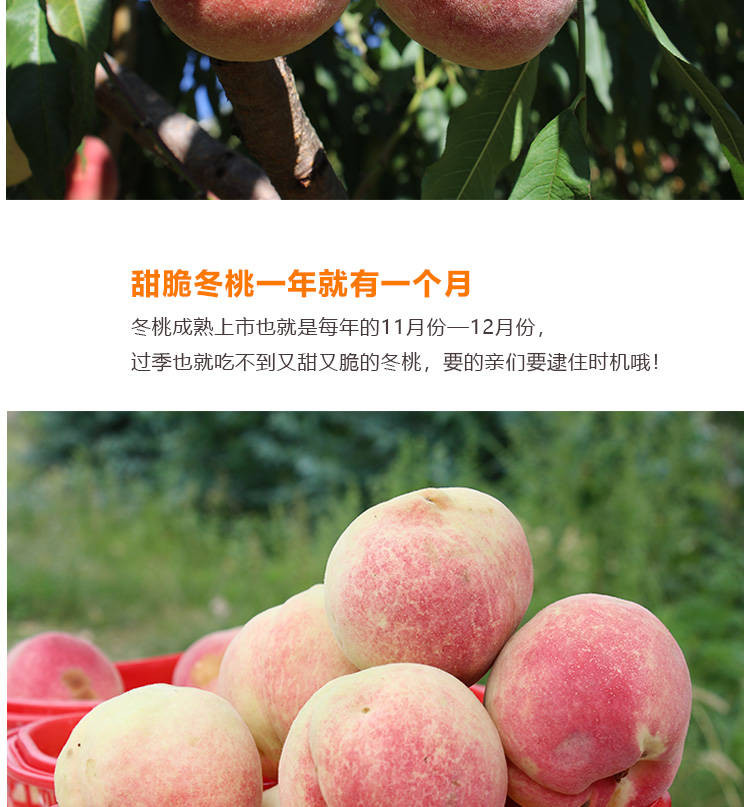 云南冬桃5斤桃子水果包邮新鲜桃当季10应季脆甜桃非大理丽江雪桃