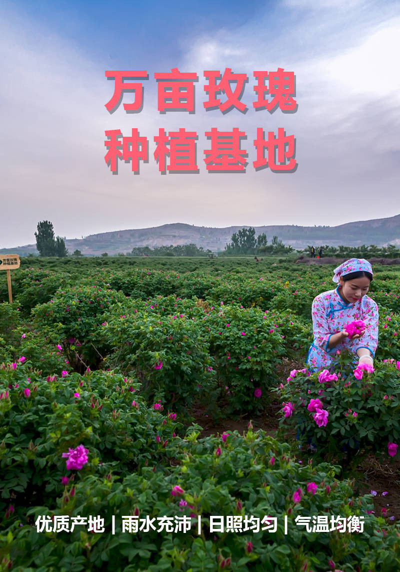 玫瑰花茶正品平阴玫瑰果茶干玫瑰菊花茶柠檬片美水果白花茶组合