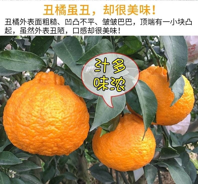 【坏果包赔】四川丑橘不知火现摘现发当季新鲜水果5斤包邮