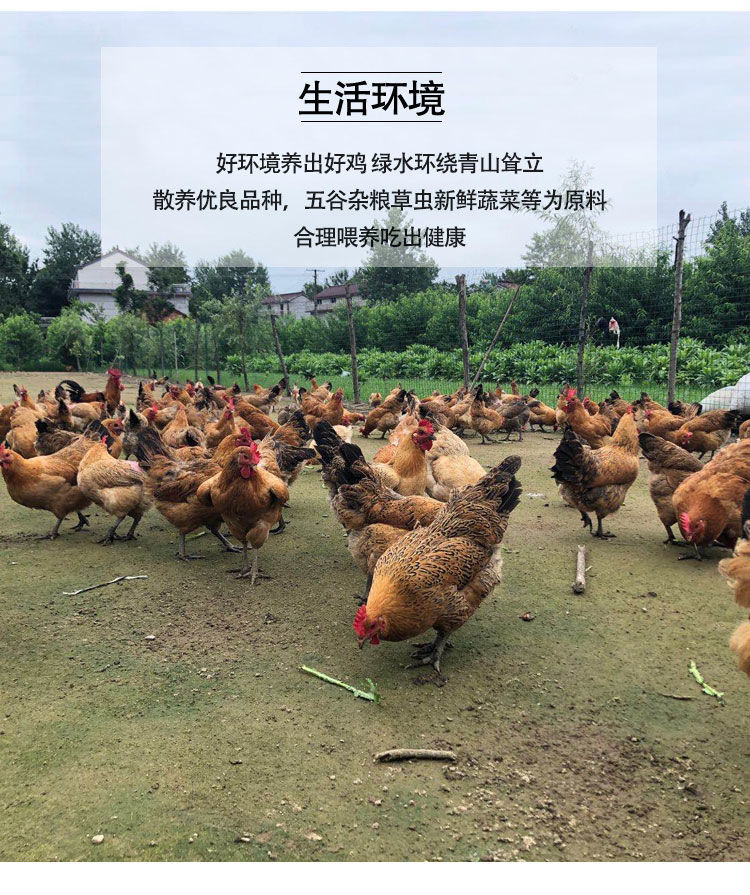 佳怡康 【顺丰冷链】老母鸡三黄鸡 700-750克/只 土鸡走地鸡
