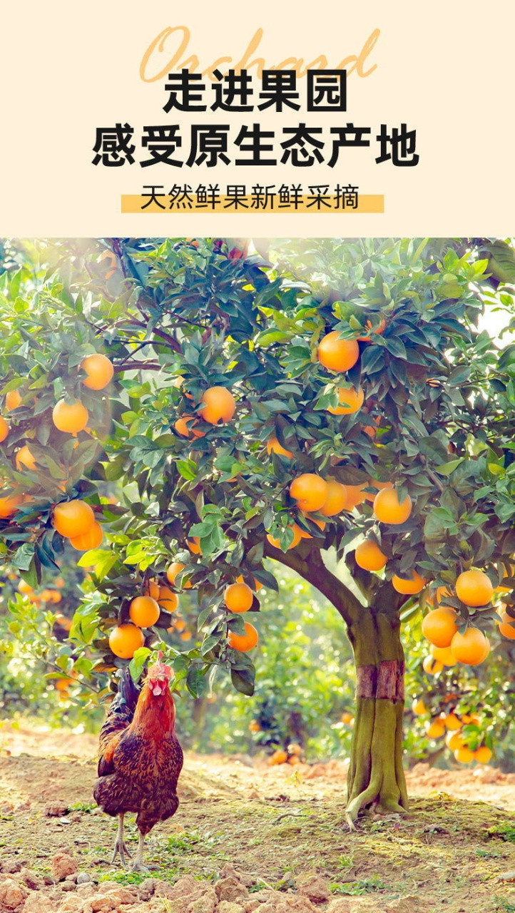 【湖北秭归】【单果75mm以上】 秭归脐橙9斤/5斤大果整箱 新鲜水果冰糖橙夏橙