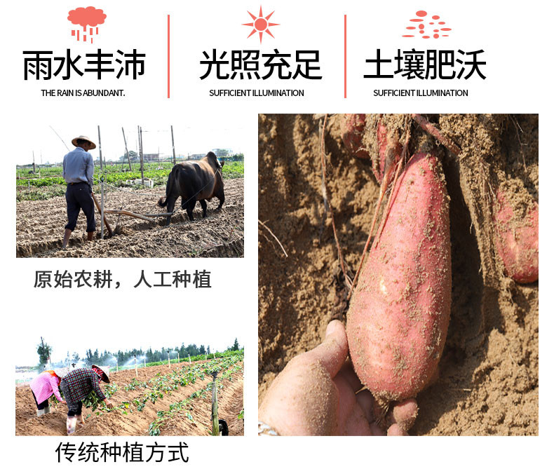 【六鳌蜜薯】【福建漳州特产】现挖蜜薯香薯红薯新鲜沙地瓜 纸箱+网套包装