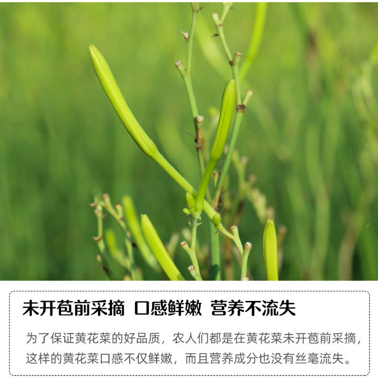 无硫优质黄花菜250克500克当年新货干黄花菜金针菜黄花菜【熟条】