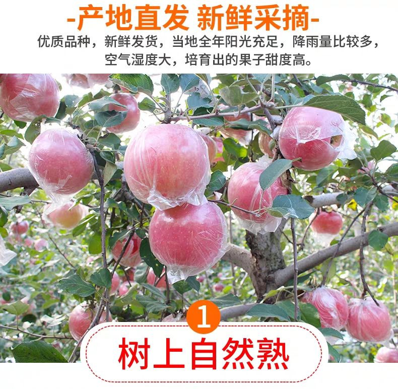 佳怡康 【单果75mm以上】红富士苹果应季新鲜水果