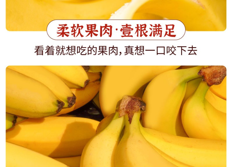 荷馨四季 福建天宝香蕉  香甜软糯
