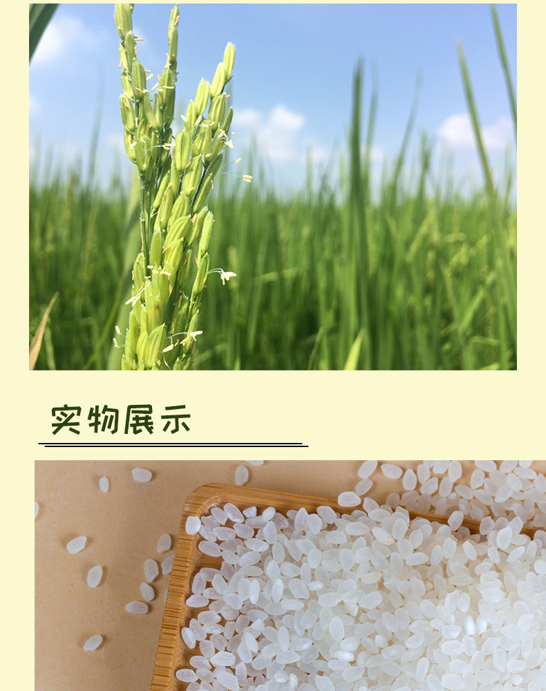 荷馨四季 东北珍珠米5斤【邮政快递】营养大米
