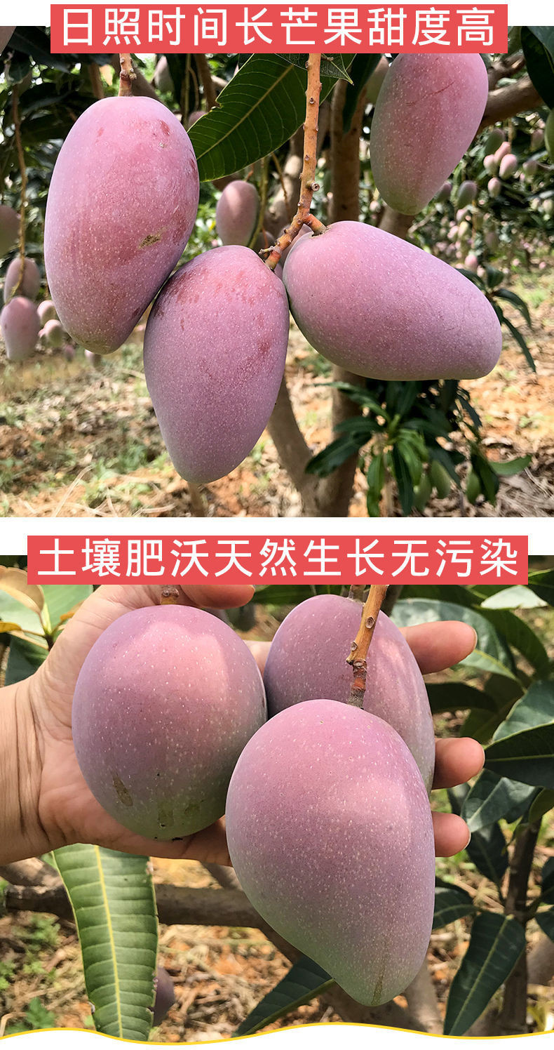 荷馨四季 【海南直发】  精品贵妃芒 【单果150g起】