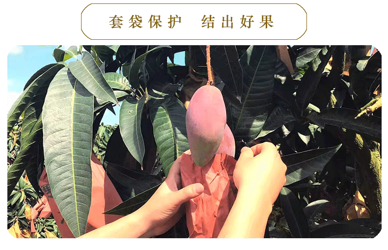 【48小时发货】券后29.8元起贵妃芒甜心芒5/9斤单果110g+新鲜水果整箱包邮