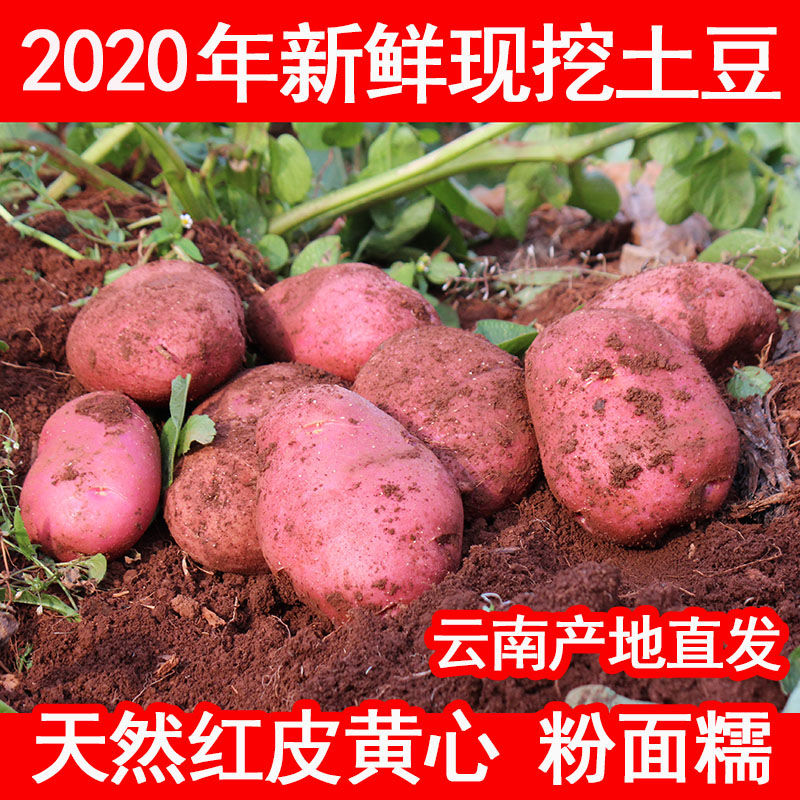 【10斤仅29.9】2020年云南高原新鲜现挖红皮黄心土豆10斤洋芋马铃薯老品种