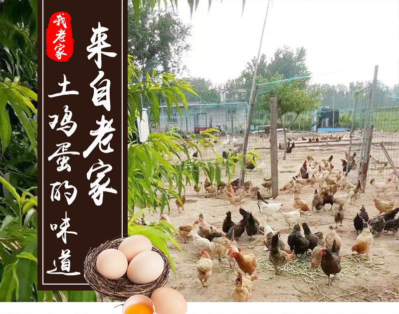 【20枚19.9】农村新鲜散养土鸡蛋正宗林下柴鸡笨鸡草鸡蛋非洋鸡蛋