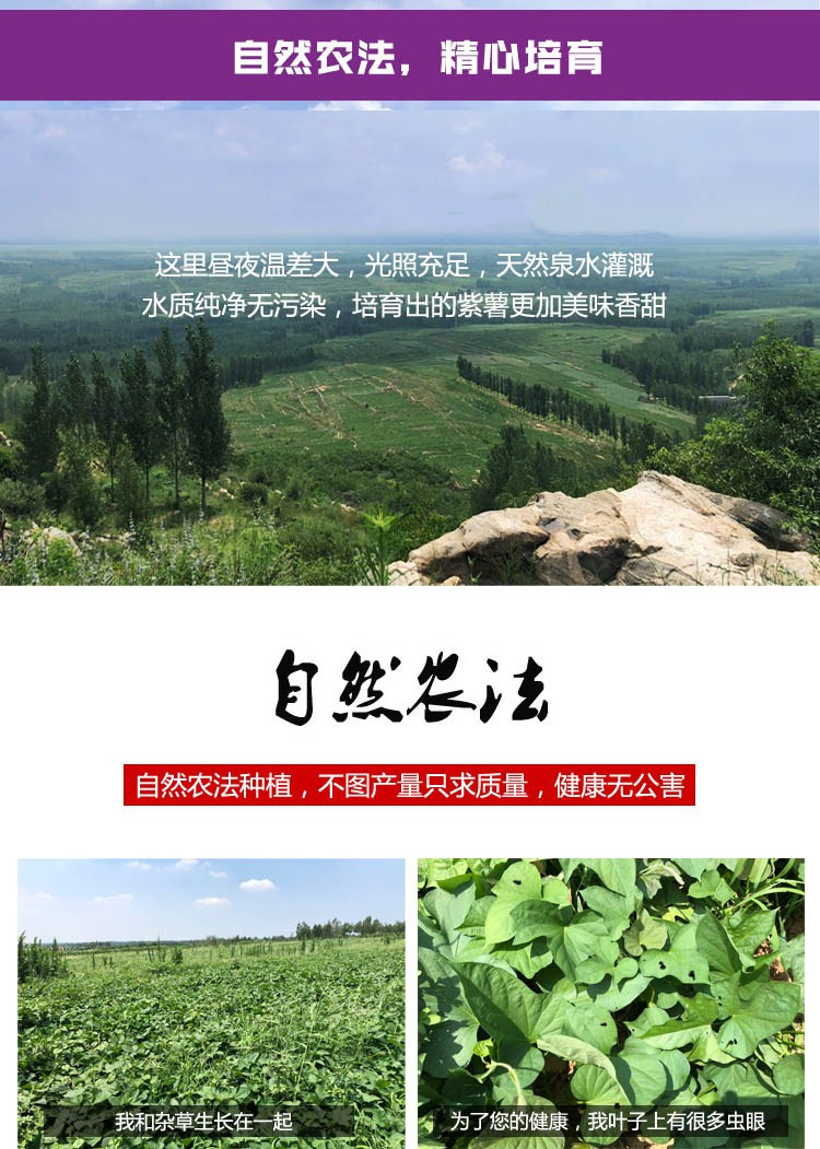 云南高山现挖现发紫薯 无丝软糯