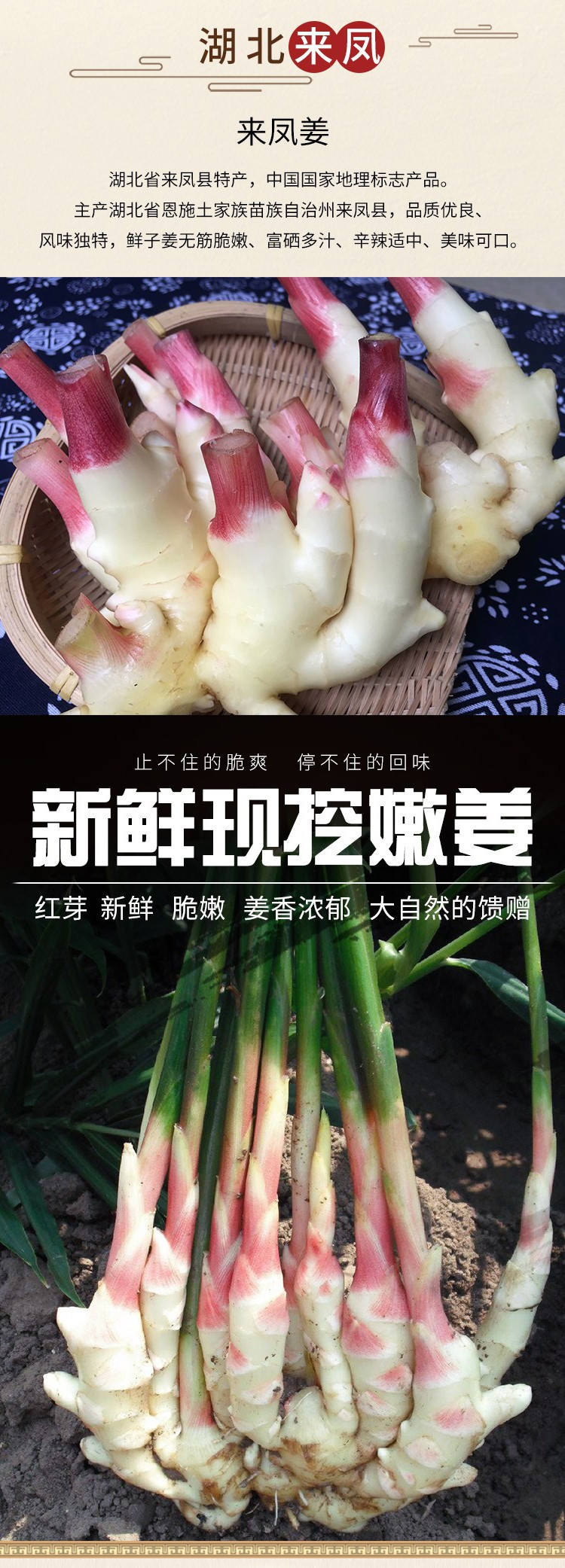 【来凤馆】湖北来凤特产地标产品凤头仔姜王开胃下饭菜腌制泡菜50g*10袋