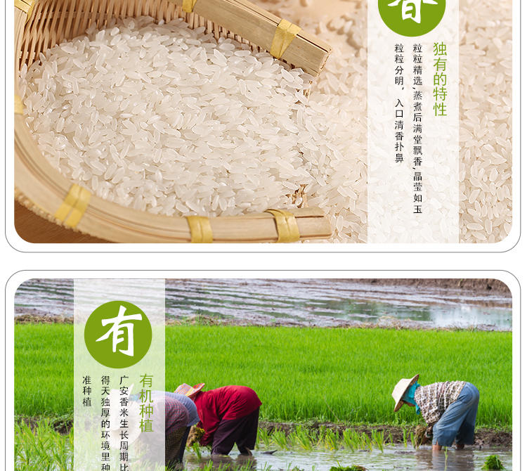 农家自产 【会员享实惠】广安区广安香米（有机/无公害）5斤/10斤