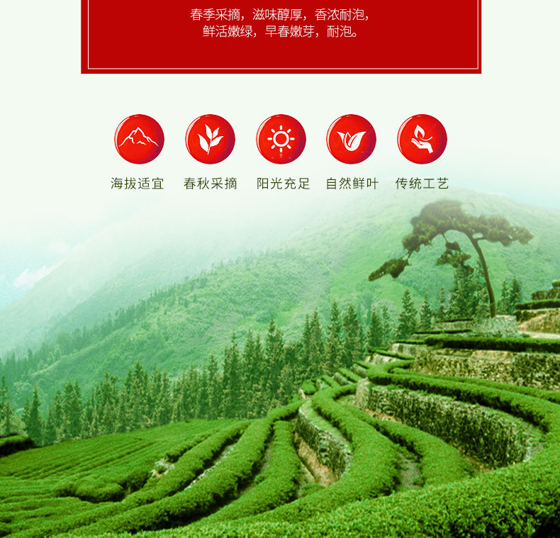 农家自产 中国松树下高山绿茶广安松针50g