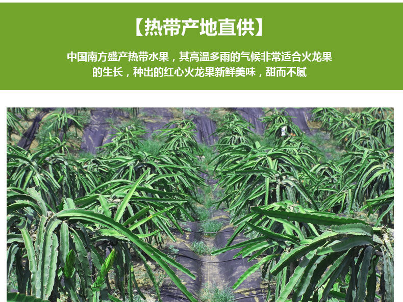 当季现摘红心火龙果新鲜水果现摘包邮5斤