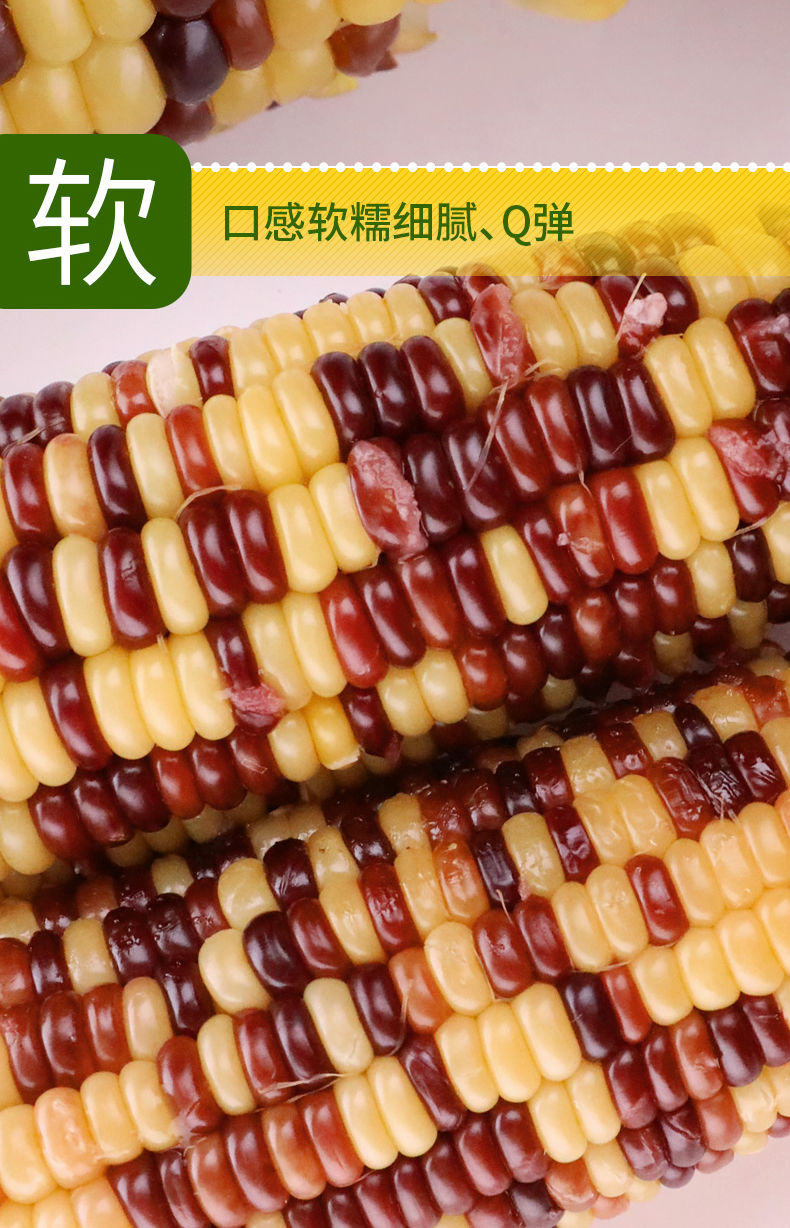【买一送一】 新东北糯玉米真空包装新鲜甜糯玉米即食黄白糯玉米棒8根-10根