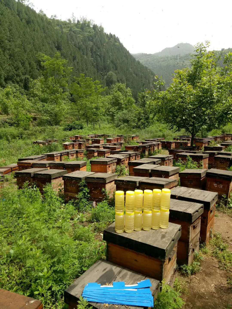 保证正宗农家自制-不得错过好货-农家蜂蜜纯正天然农家自制山花蜜洋槐百花蜜自家养土蜂蜜峰蜜野生